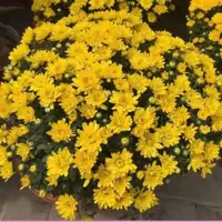【黄色千头菊】带花苞菊花盆栽九月菊多季开花室内花卉植物