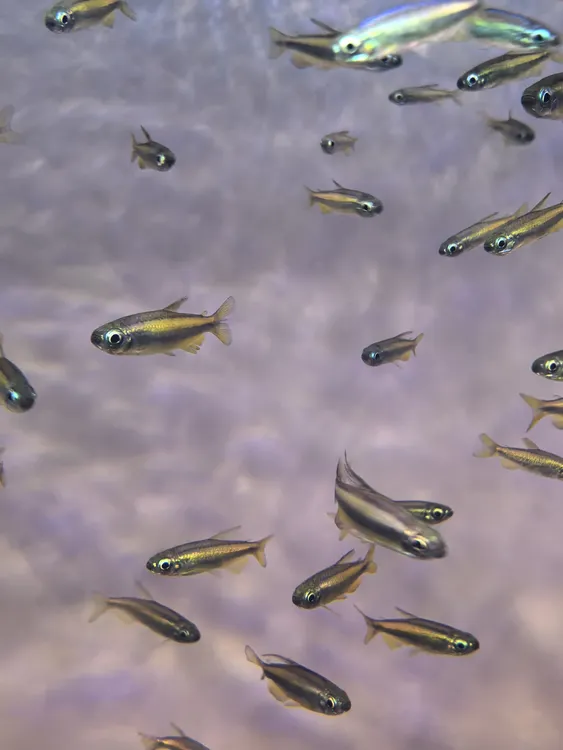 众鑫水族【野生】黄金二线刚果