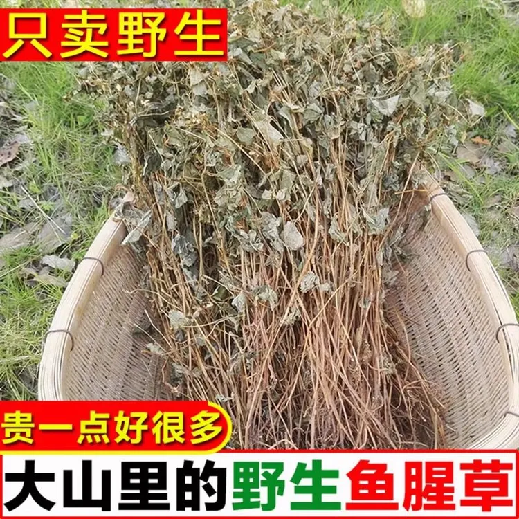 野生鱼腥草 整棵新鲜晒干货农家无硫折耳根狗腥草泡水凉茶中药材