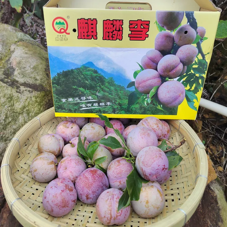 （中大果）封开 渔涝麒麟李新鲜现摘三华红心李清甜爽口水果6斤礼盒