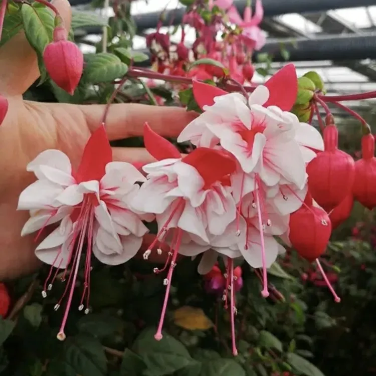 【醉红颜】重瓣倒挂金钟棒棒糖盆栽庭院阳台易养护生花苞发货