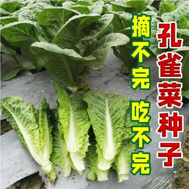 绵蔬《孔雀菜》口感好、品质佳、抗性好阳台小菜园种植种子发芽
