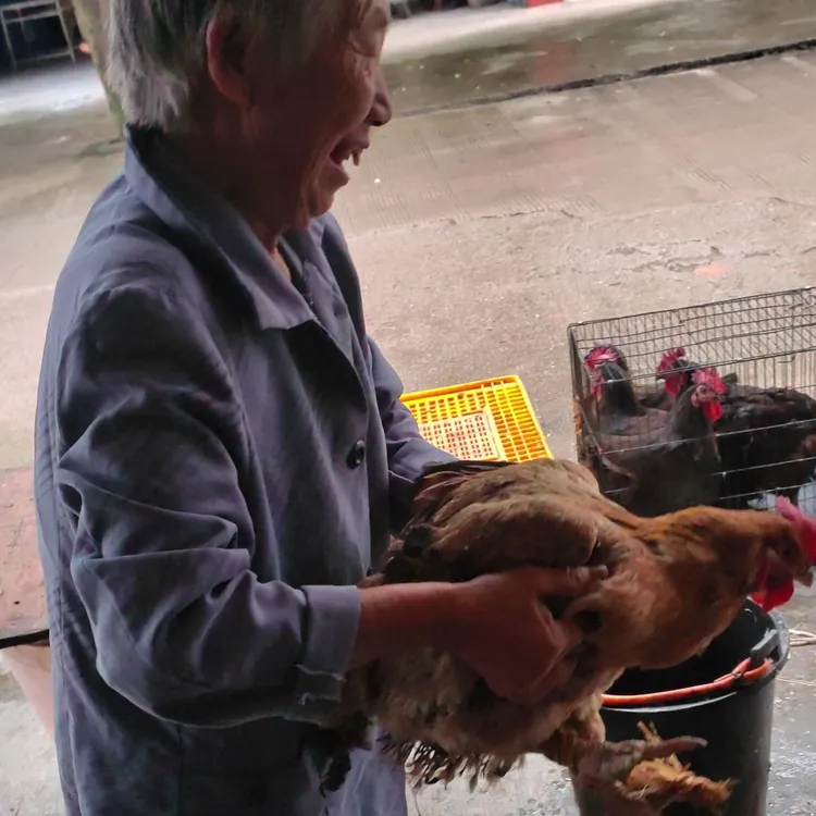 老人家背来的1年半白肉老母鸡嬢嬢背来的11个月乌鸡和白肉老母鸡