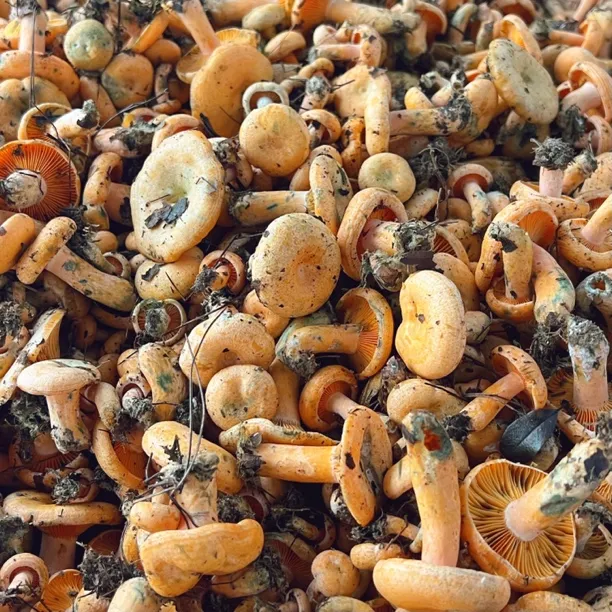 野生枞菌新鲜松菌枞树寒菌铜绿菌【会氧化变绿】【顺丰不包邮】