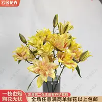 【云舍花卉】【秋月鎏金】重瓣百合 全场鲜花任意满两单及以上包邮