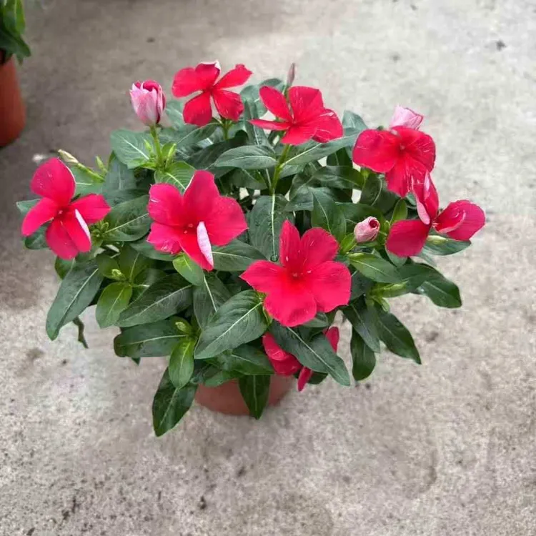 红色长春花带花苞盆栽四季开花耐旱阳台绿植