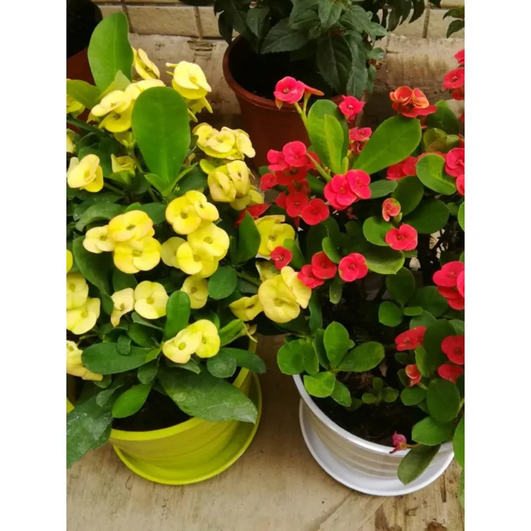 红黄色铁海棠虎刺梅海棠花盆栽花卉观花植物好养四季开花的花绿植