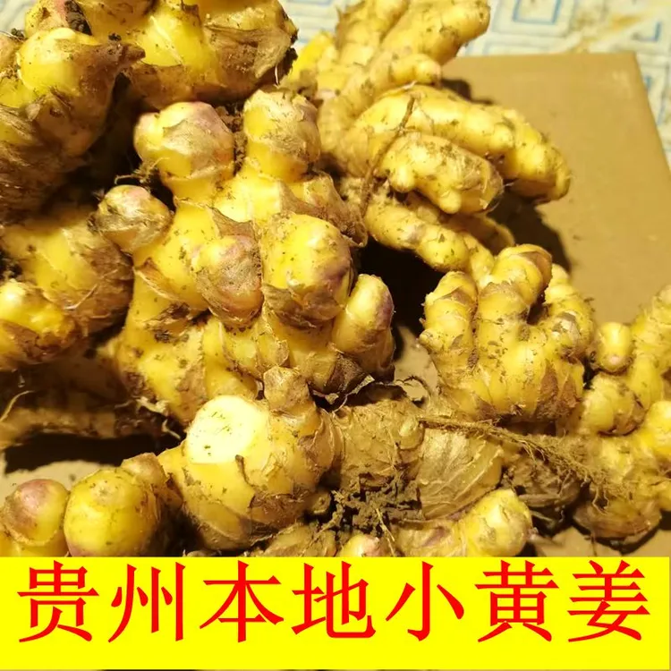 贵州小黄姜新姜大块姜嫩姜去腥姜有坏包赔包邮到家