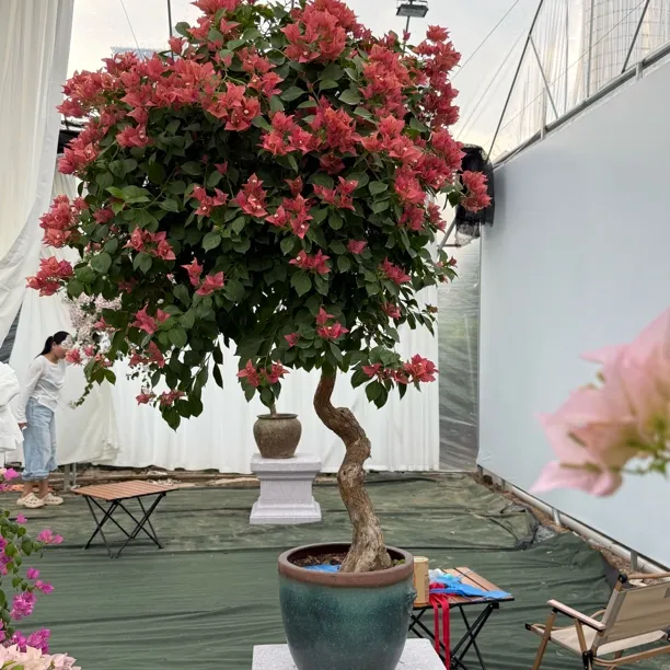 四季开花三角梅带叶带土带花发货庭院阳台