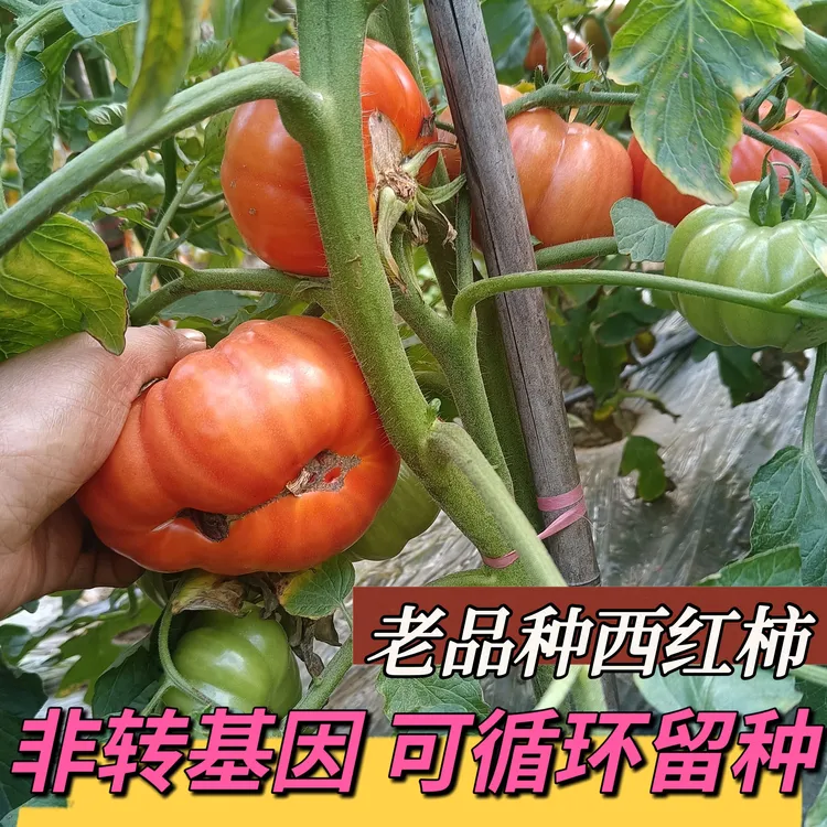 贵州农家自种老品种土番茄露天成熟马蹄西红柿天然毛辣果丑西红柿