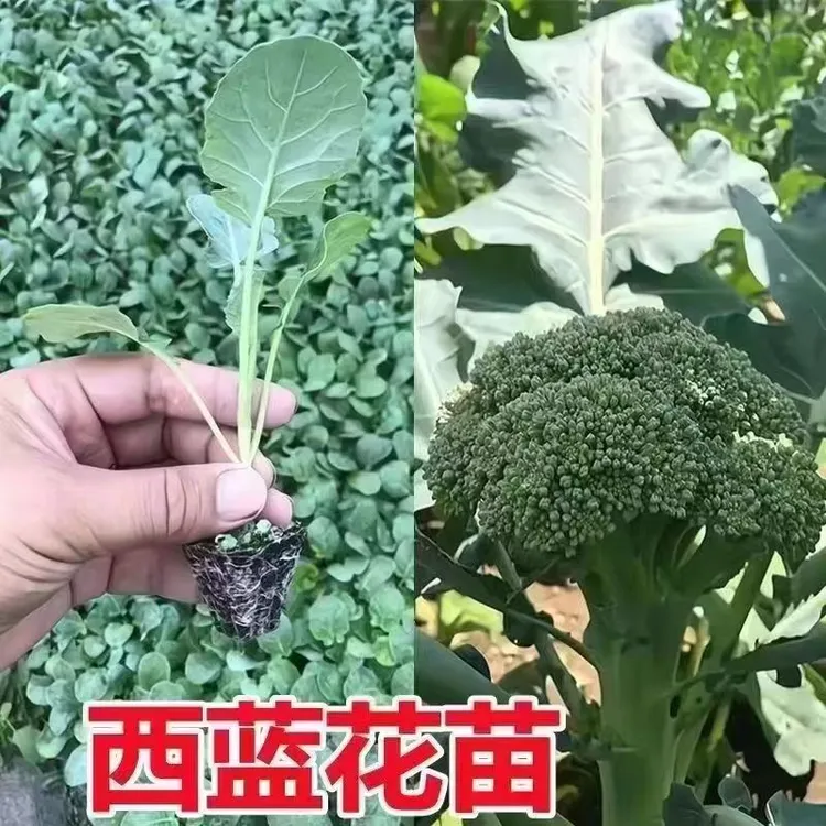 西兰花秧苗西兰花苗松花菜苗有机花秧苗花椰菜苗阳台小院四季种植