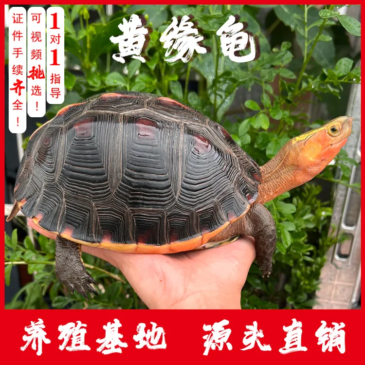 黄缘龟安缘观赏龟乌龟活体造景龟龟人工安缘龟