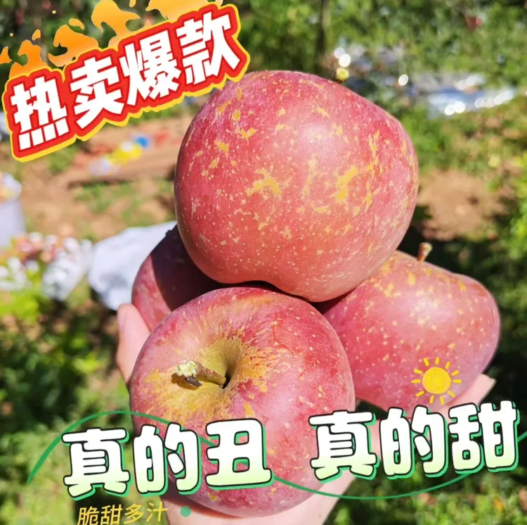 云南昭通丑苹果新鲜现摘脆甜多汁冰糖心水果逍遥正宗糖心丑苹果