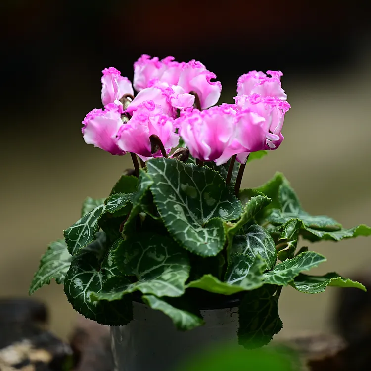 仙客来10厘米盆室内花卉生长多季开花多年生常绿草本