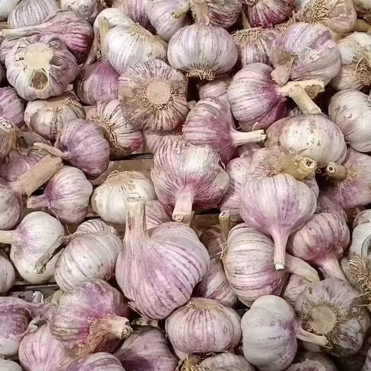 河南紫皮大蒜可以种植的鲜大蒜