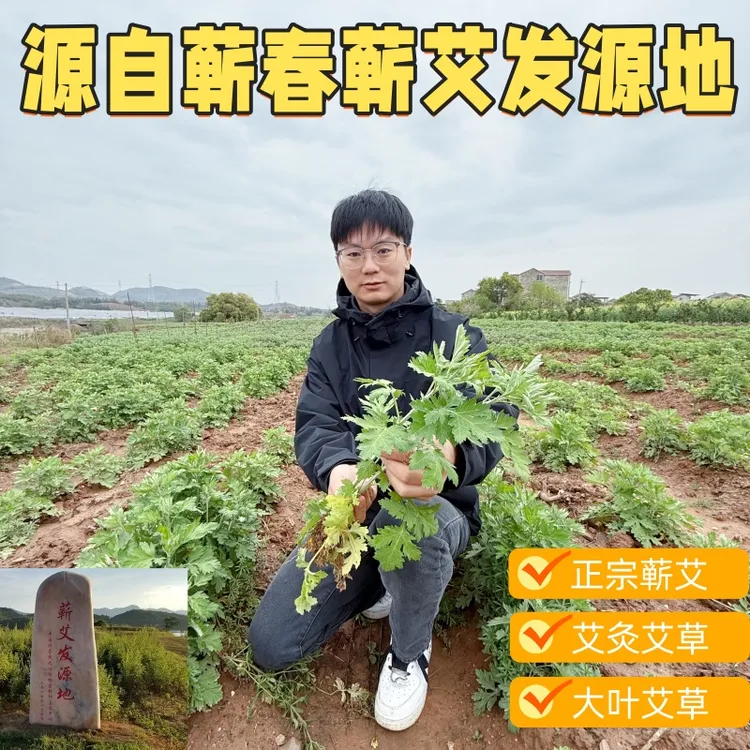 「小马蕲艾」蕲 艾 整根 蕲艾蕲艾净化清新室内家用