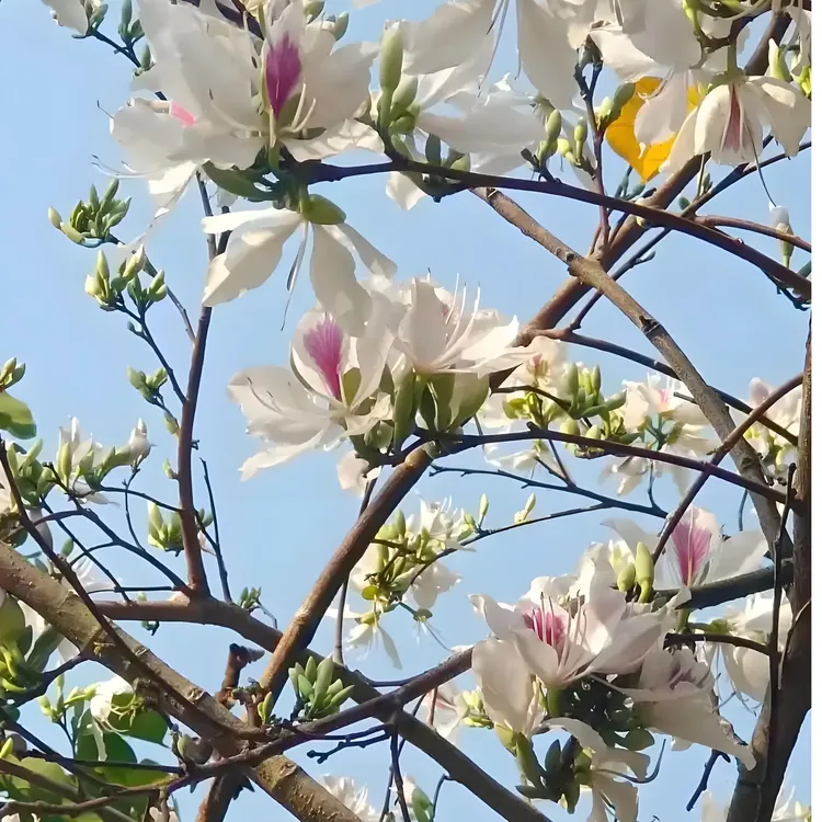 野生云南白露花大白花新鲜野菜