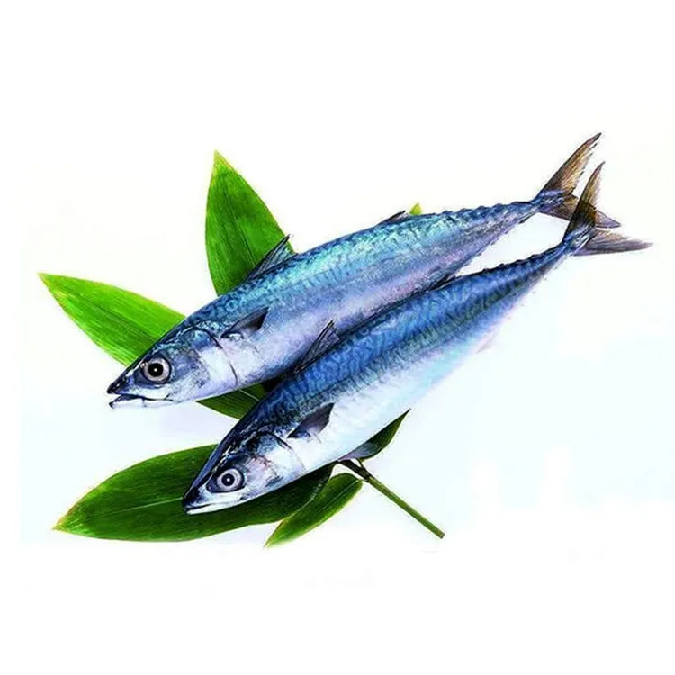 渤海湾鲐鲅鱼/青占鱼/花仙鱼/偶有破皮易脱刺介意勿拍顺丰包邮