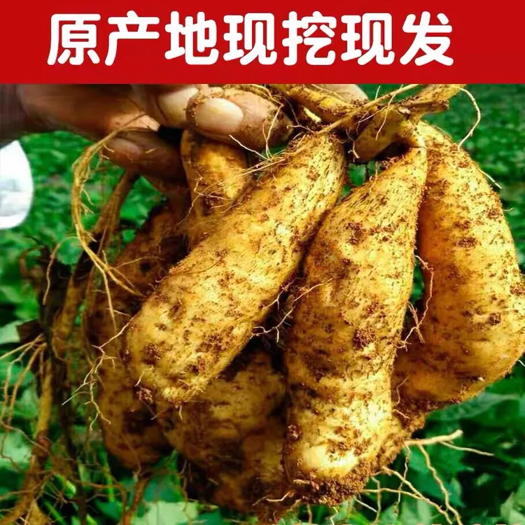 宁洱黄心红薯白皮黄心新鲜现挖可蒸可烤的云南特产粉糯香甜