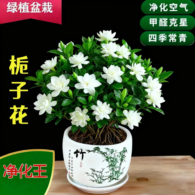 栀子花四季常青浓香重瓣带花苞大盆室内外绿植盆栽水培除甲醛陶瓷