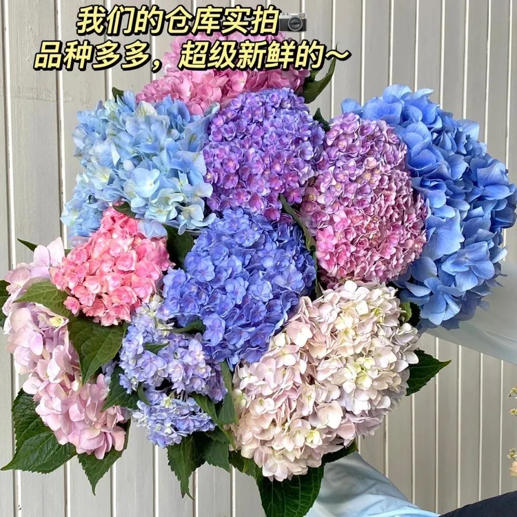 绣球花鲜切花云南无尽基地直发水养现采直鲜花批发客厅插花家用