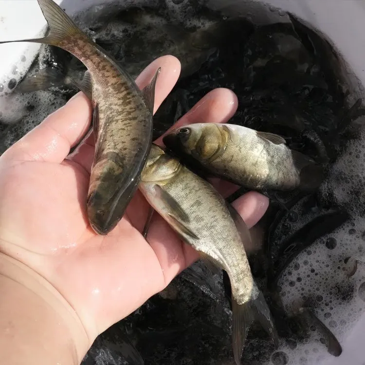 【正品保证】大头黑花调水鲢庸四大家鱼可食用淡水宠物鱼食用均可