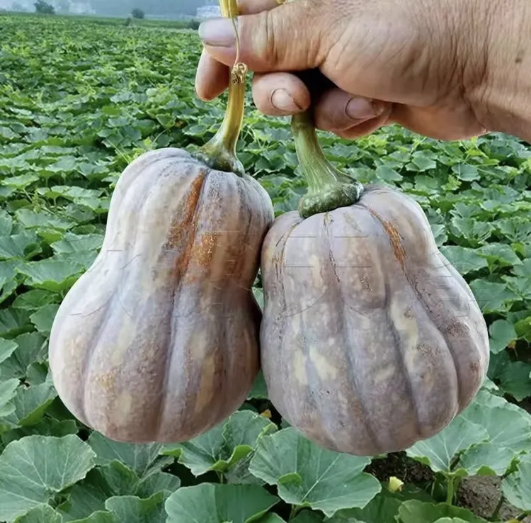 新鲜软糯香甜金香南瓜当季时令蔬菜营养宝宝辅食