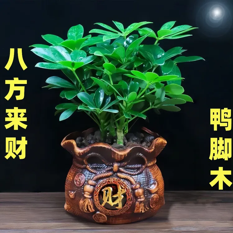 八方来财四季常青鸭脚木室内客厅桌面绿植盆栽花卉好养植物小盆景