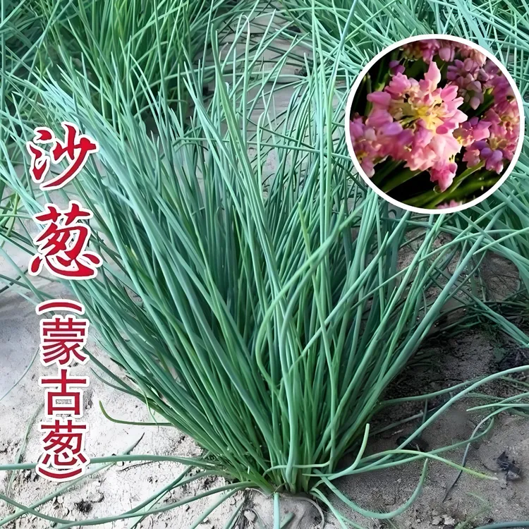 F【沙葱种子】一年四季阳台易种盆栽北方春夏秋种植商品图