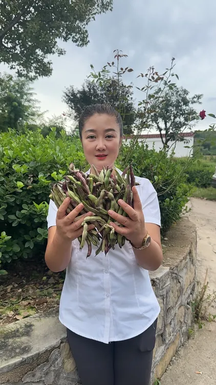 龙汪崖村农家秋紫芸豆高山种植