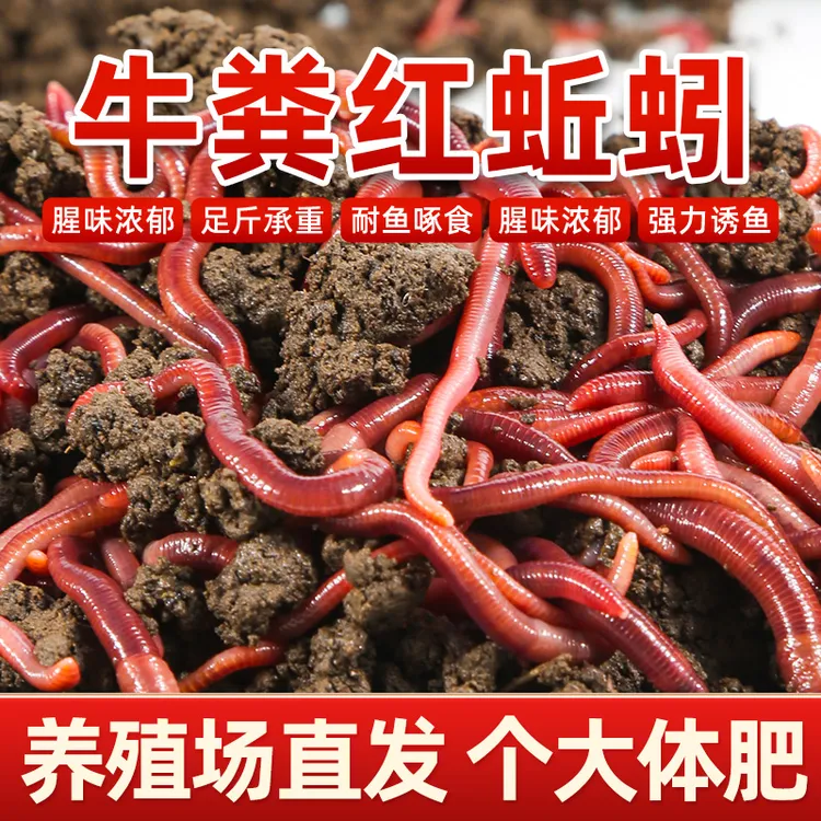 牛粪红蚯蚓野钓鲫鱼饵育肥蚯蚓大号散装饵料鱼饵鱼食垂钓便宜批发