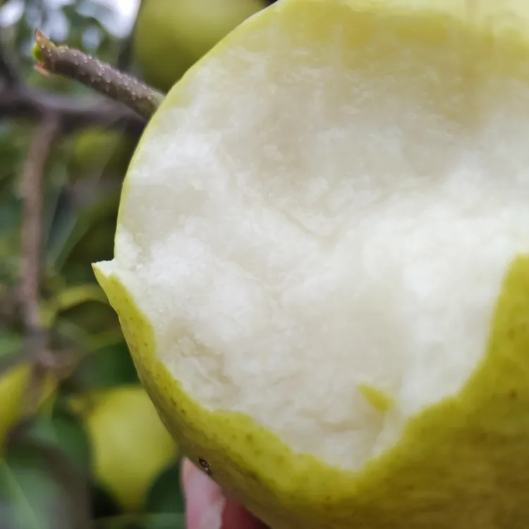云南大理头茬当季蜜甜蜂糖梨现摘水果大雁