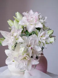 【莲花西施重瓣百合】日常插瓶/鲜切花
