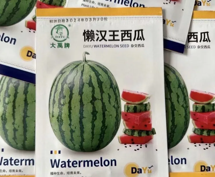 懒汉王西瓜种子盆栽西瓜四季阳台可种小院香甜夏季