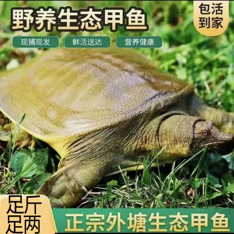 发3只共5-6斤 甲鱼鲜活外塘生猛中华鳖青背水鱼 包活到家
