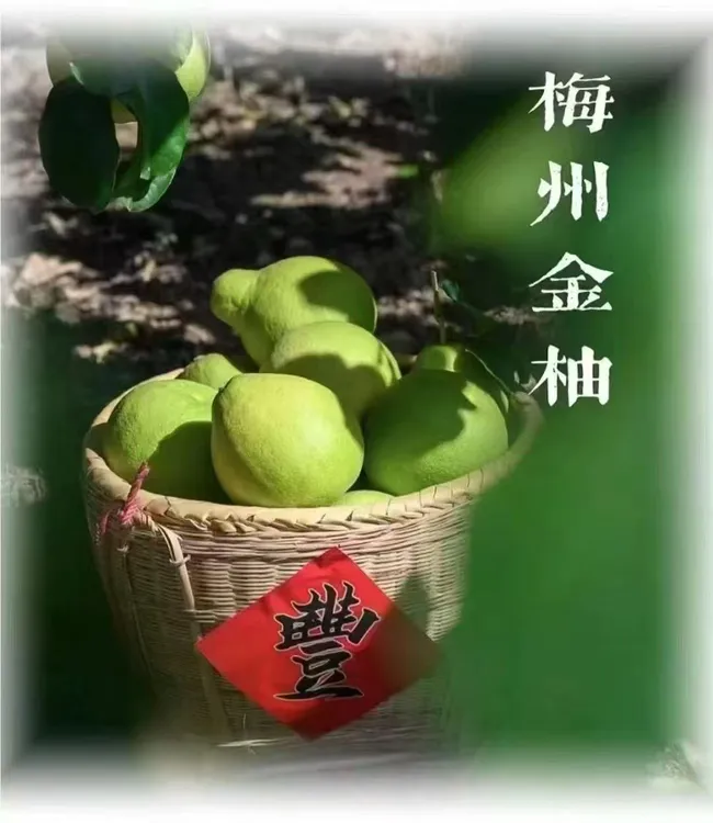 50斤大袋装 正宗梅州高山老树沙田柚 纯甜无酸 应季水果 产地直发