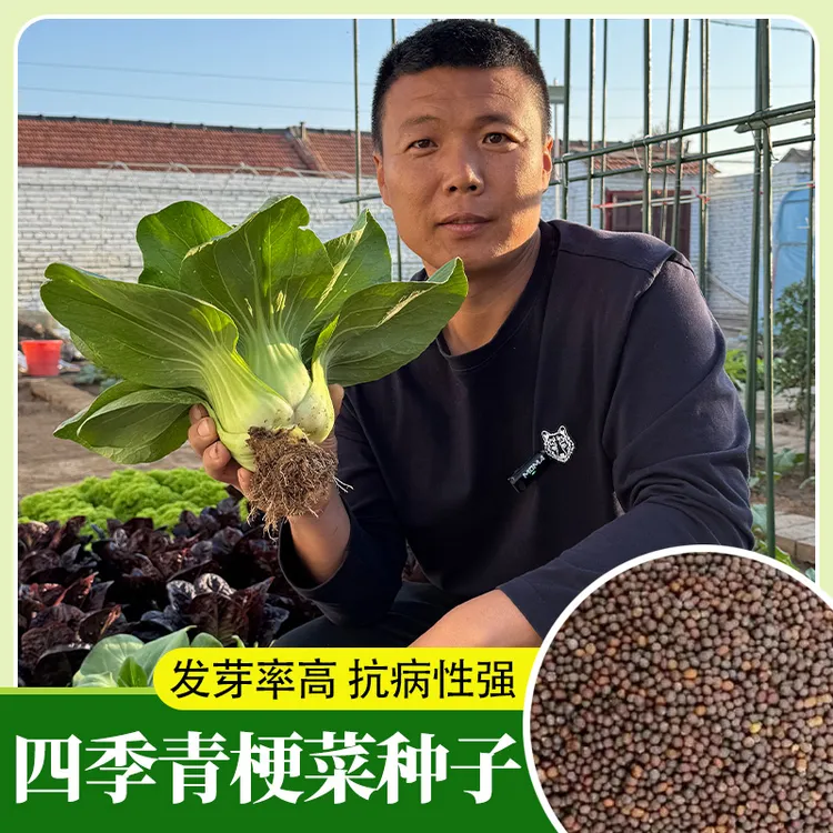 早熟青梗菜种子农家小油菜耐寒耐湿叶色翠绿四季庭院播种小青菜籽