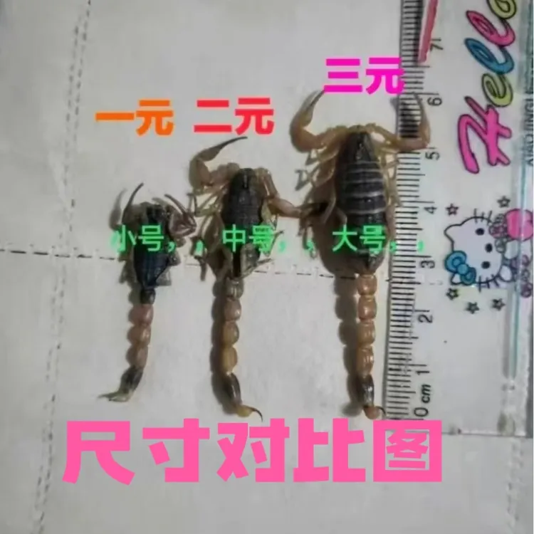 小号蝎子，四公分左右的，二百发320只