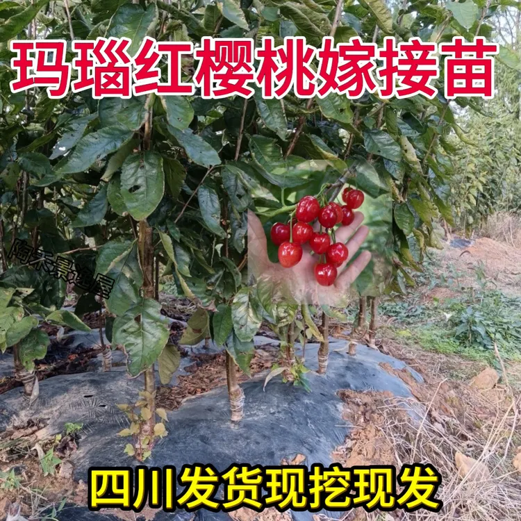 玛瑙红樱桃树苗大红灯车厘子树苗红妃樱桃嫁接苗乌克兰樱桃树苗