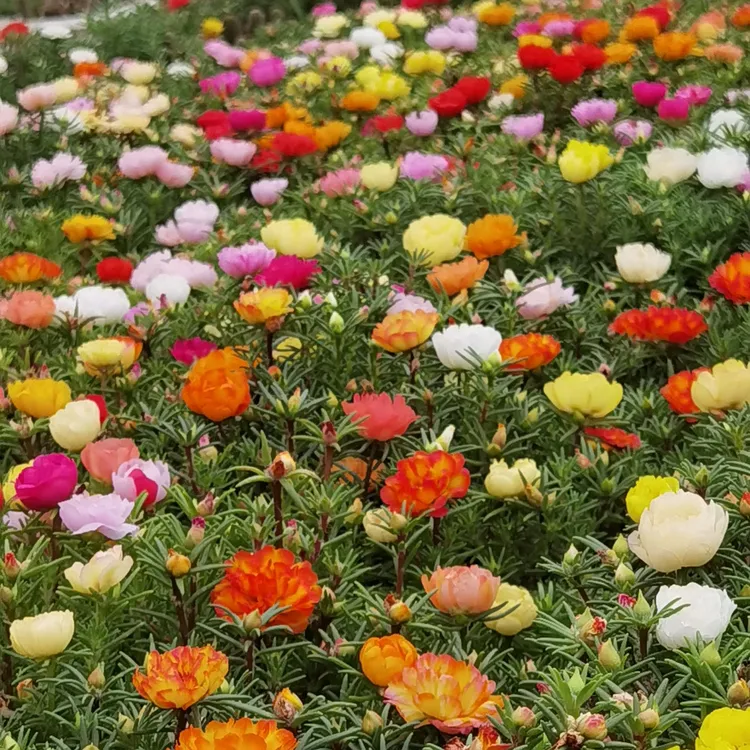 【正品重瓣太阳花种子】四季种耐热耐寒庭院阳台盆栽花卉植物种子商品图