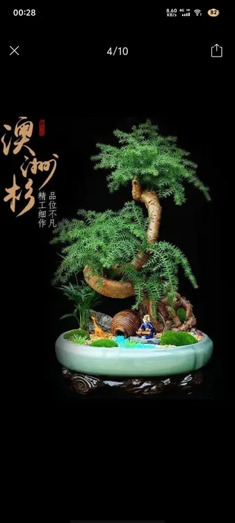 澳洲杉，图片仅供参考，微断枝条不赔
