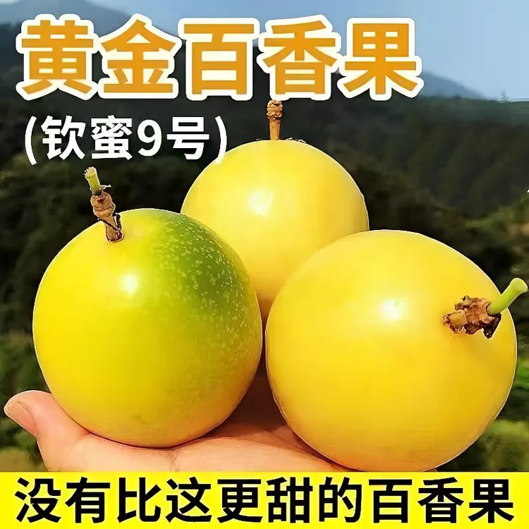 钦密9号黄金百香果广西水果产地直发黄晶果新鲜应季特大百香鲜果