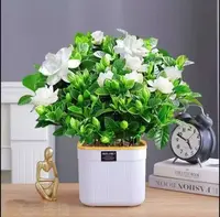 230栀子花带花苞栀子花盆栽花卉植物室内水培桌面绿植四季好养