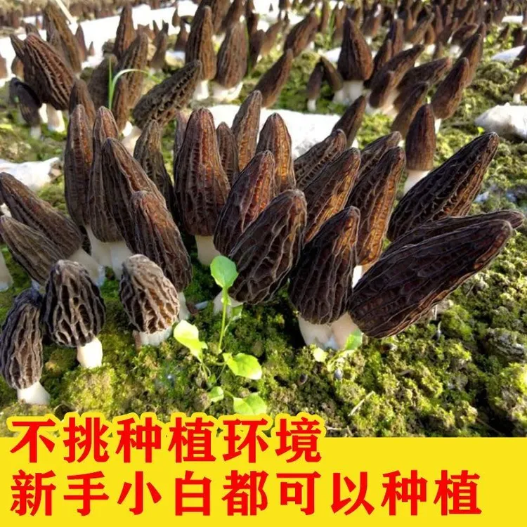 野生羊肚菌菌种子种速产羊肚菌新鲜菌种可食用菌四季阳台庭院菌菇