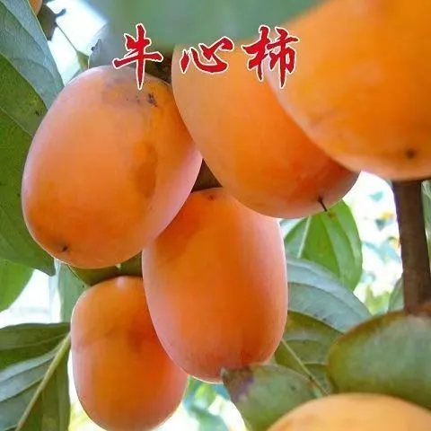 牛心柿子树苗嫁接柿子树苗鸡心柿子树苗南方北方种植盆栽地栽树苗