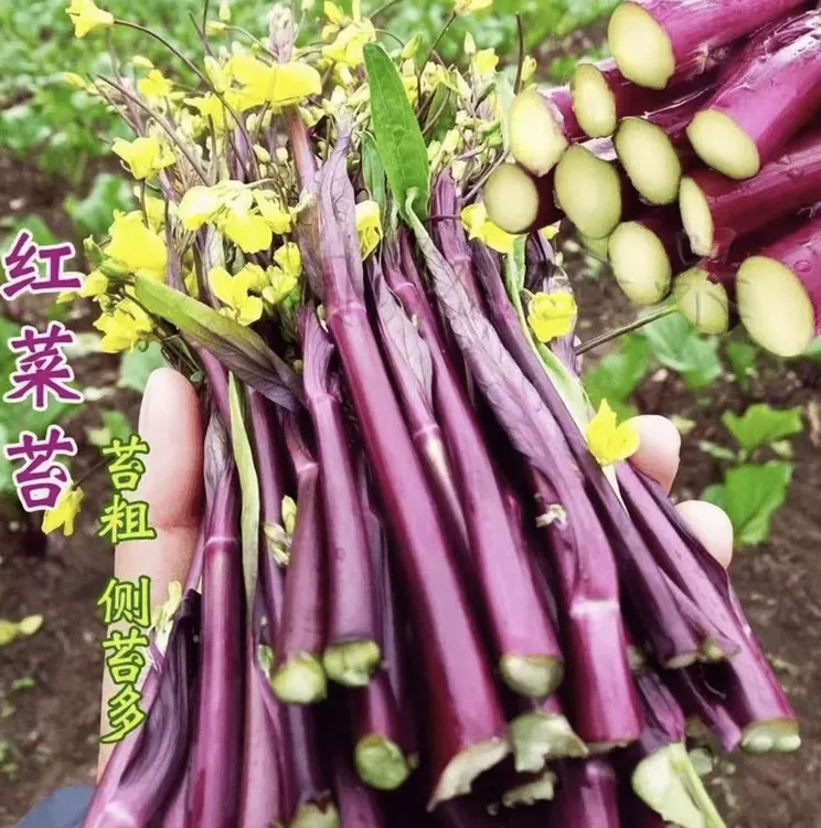 【红菜苔种子】家庭阳台小院四季种植盆栽地栽易种易活