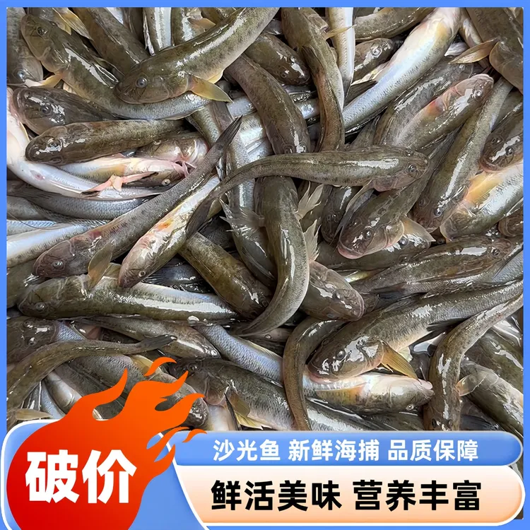 【破价】沙光鱼5斤/3斤20条左右/每斤胖头鱼龙尾鱼泥鱼顺丰速冻发货
