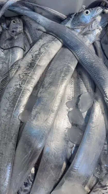 汕尾本港野生大带鱼(以直播间为准)