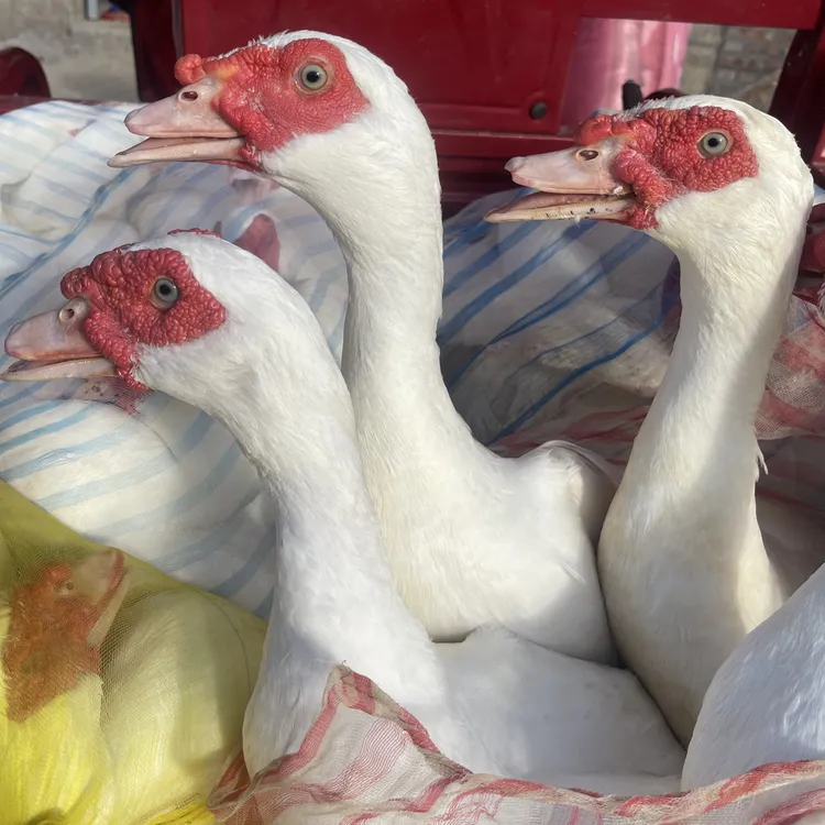 【顺丰空运包邮】农家散养红鼻番鸭肉质鲜甜适合煲汤红烧