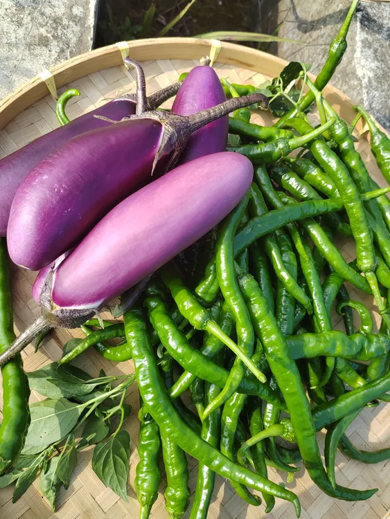 湖南本地新鲜现摘紫色黑紫皮农家自种茄子时令蔬菜